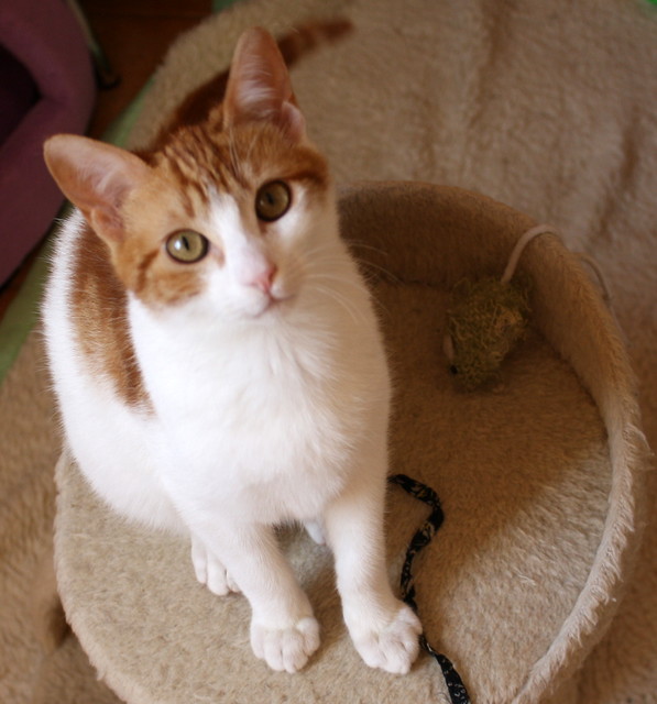 Gaspar, gatito blanco y naranja dulce y bueno, nacido en Octubre´16, en adopción. Valencia. ADOPTADO. 32112295284_57e27a688f_z