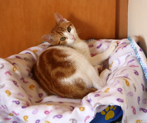 Gaspar, gatito blanco y naranja dulce y bueno, nacido en Octubre´16, en adopción. Valencia. ADOPTADO. 32915025076_2ab7ed0dea