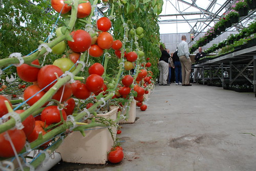 Hydroponic Tomatoes at Lincoln High School | 2008 Richmond ...