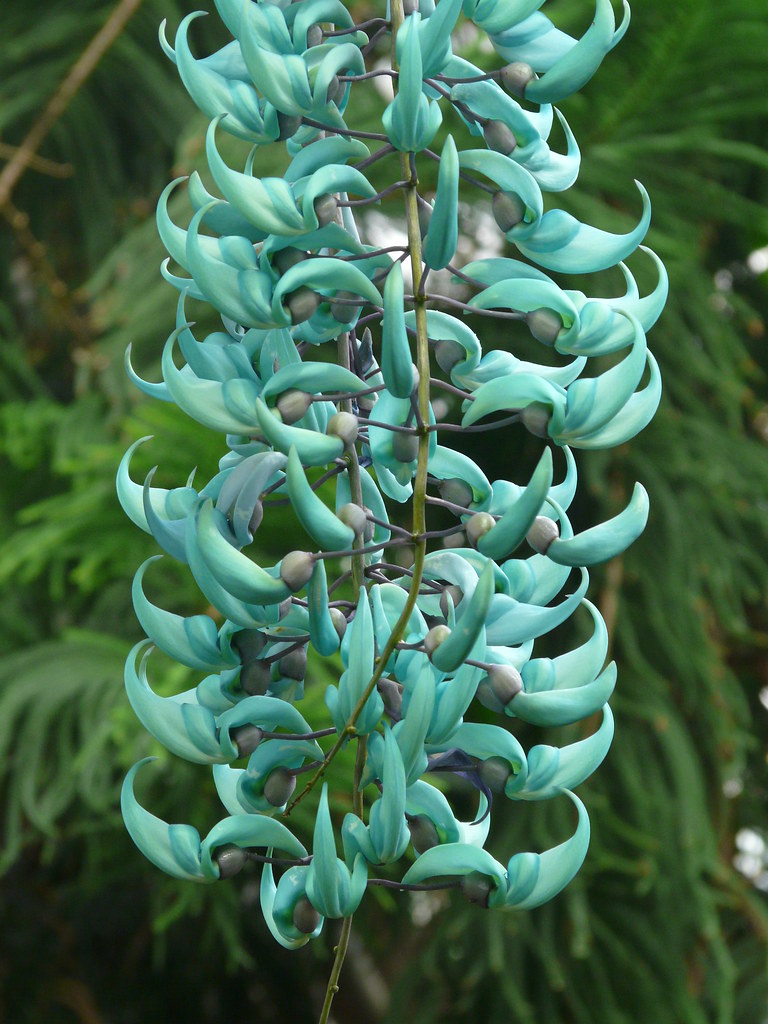 Jade Vine chandelier | This hanging stem of flowers is about… | Flickr