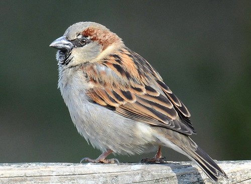 Common Sparrow | Joby Joseph | Flickr