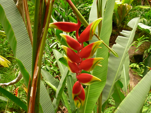 Heliconia rostrata | Hanging Lobster Claw Heliconia rostrata… | Flickr