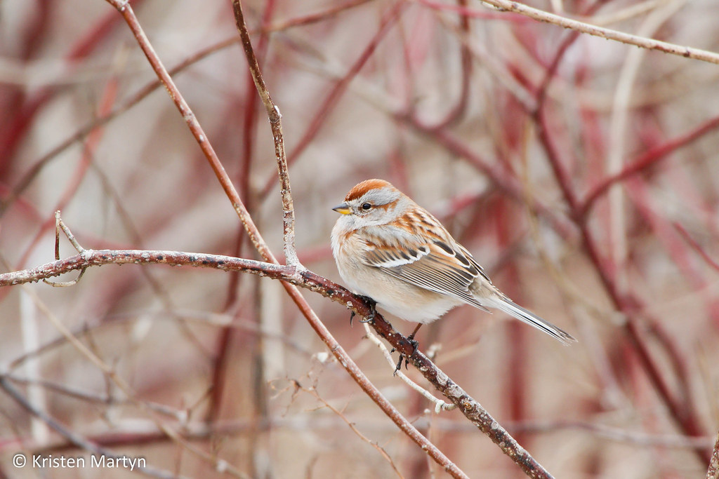 American Tree Sparrow (Spizelloides arborea)