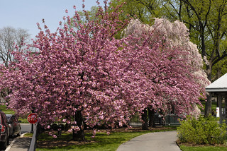 Cherry Blossom | Prunus 'Sekiyama' Photo by Ivo M. Vermeulen… | The New ...