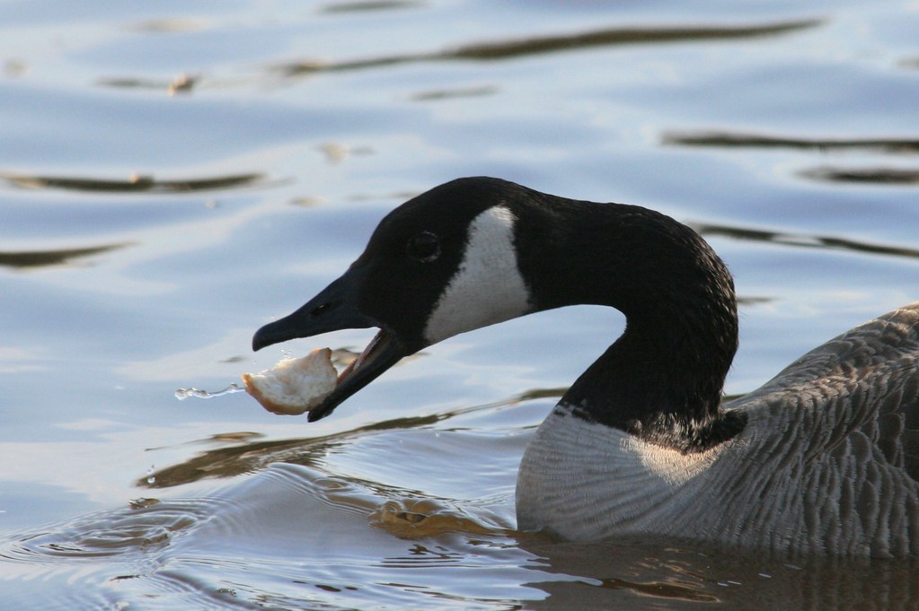 eating-canada-goose-west-of-rayleigh