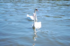 Swan Couple