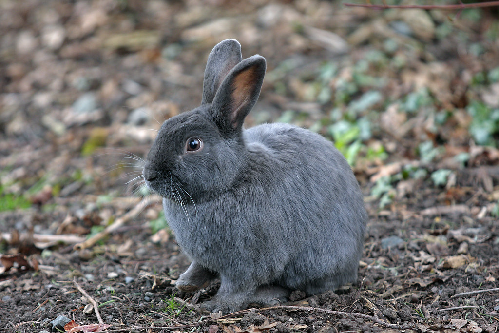 Маленький серый кролик. Новоанглийский кролик. Rabit Grey. Серый кролик. Заяц серый.