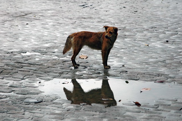 Αποτέλεσμα εικόνας για dog in the rain