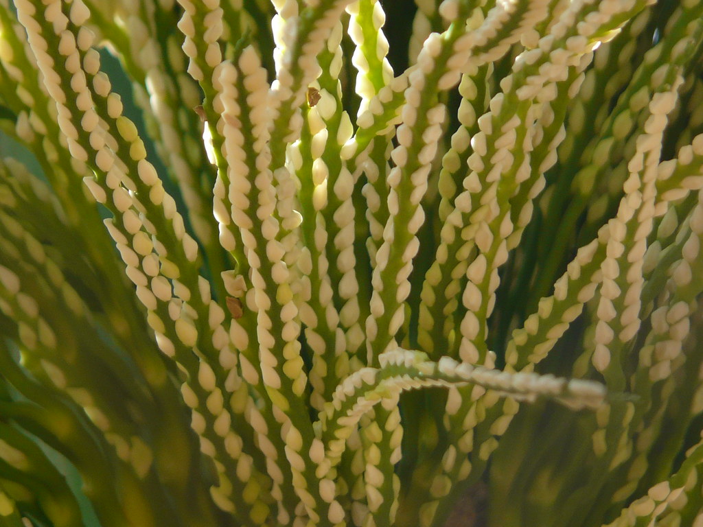 bushy-palm-plants