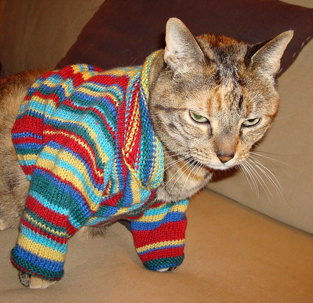 Cleo in Cat Sweater