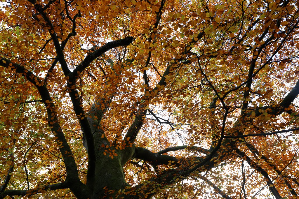 Autumn leaves, Stank Glen