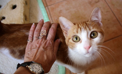 Gaspar, gatito blanco y naranja dulce y bueno, nacido en Octubre´16, en adopción. Valencia. ADOPTADO. 32112294094_52bb3e712a