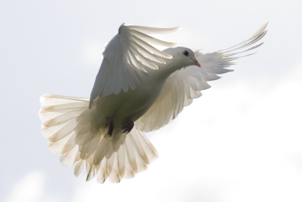 Transparent Dove | Explore #450 05/04/2008. | Steve West | Flickr