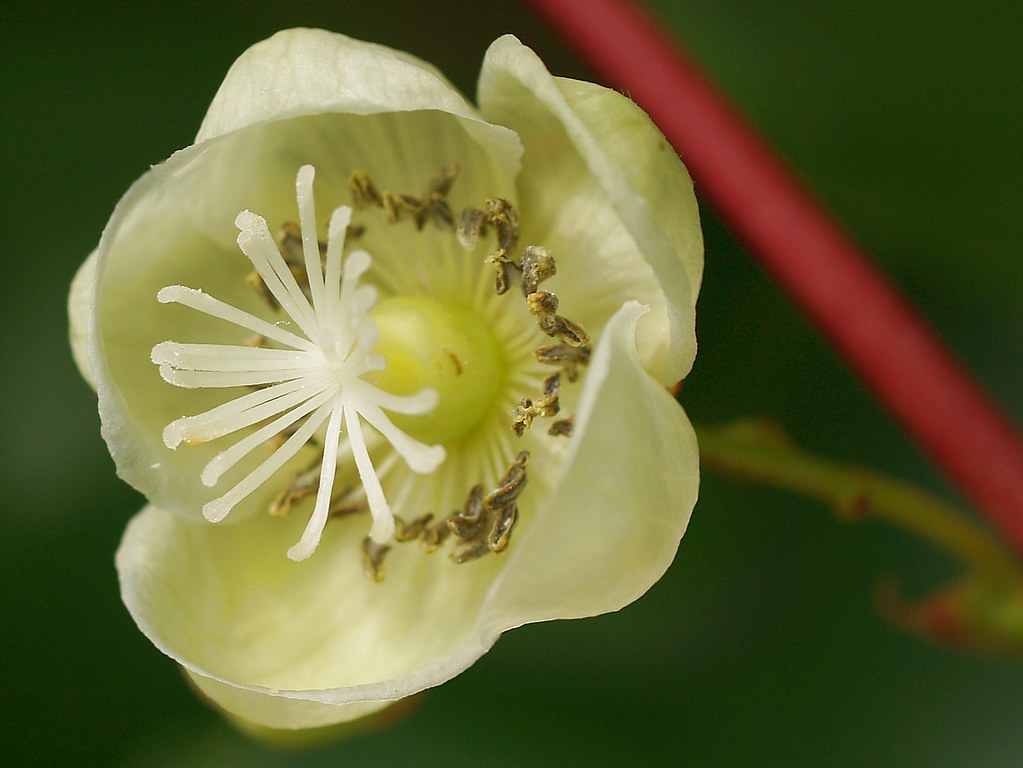 A female flower of a Kiwi plant. This plant Actinidia