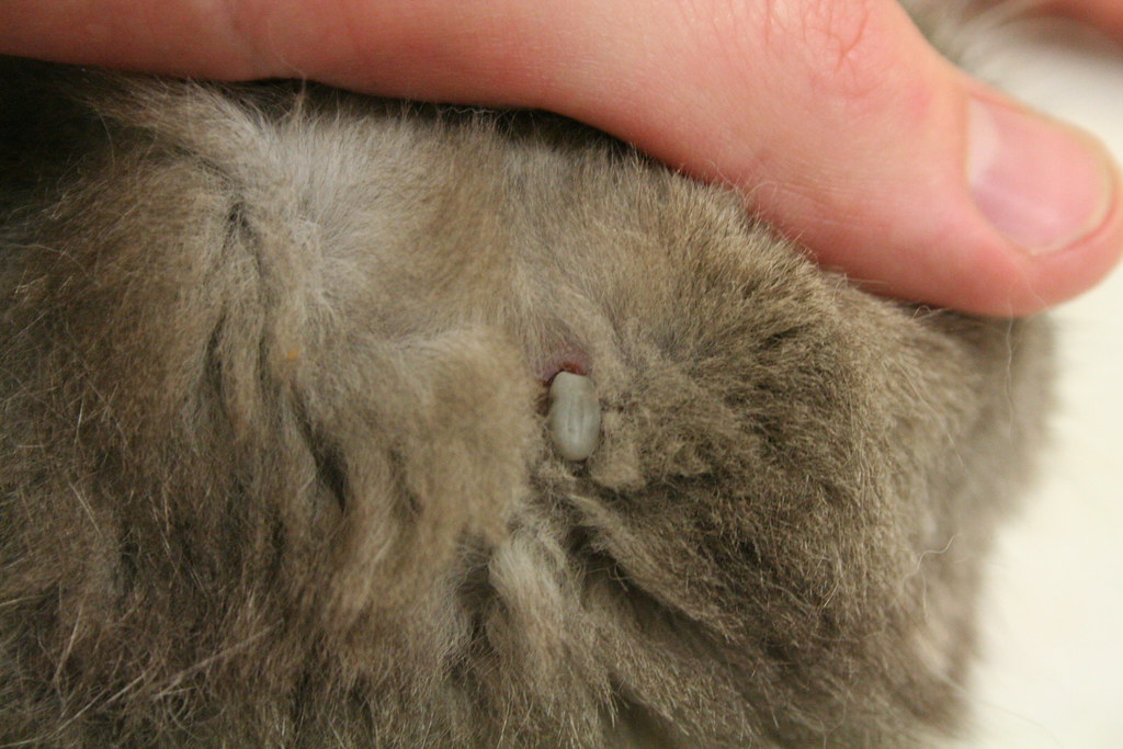 Tick Attached Hudson, Ohio. May, 2011. Deer Tick on Cat. T… Flickr