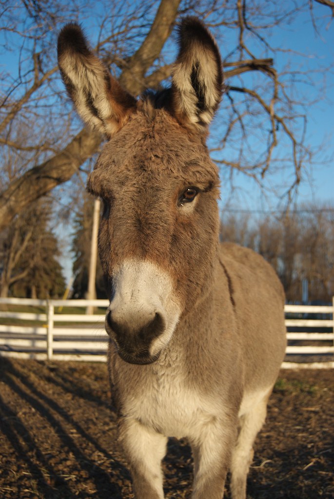 Winter Donkey in the Afternoon Sun | Jackie O'Donkey, our ...