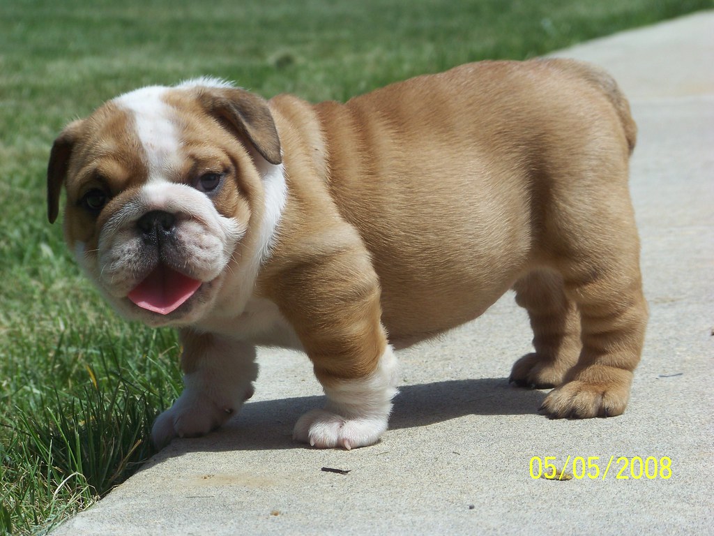 Pups R Us Charmin | 6 week old female English Bulldog puppy … | Flickr