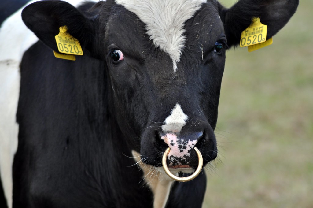  cow  piercing  Nico The Pico Flickr