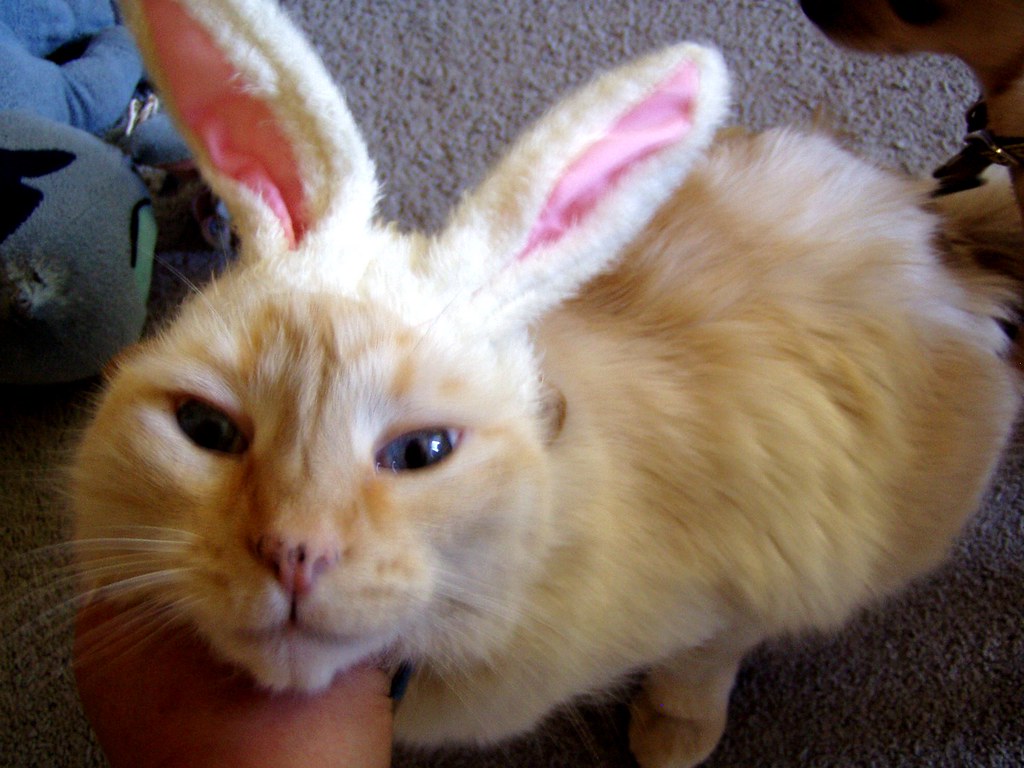 bunny cat Clyde did not enjoy participating. This weekend … Flickr