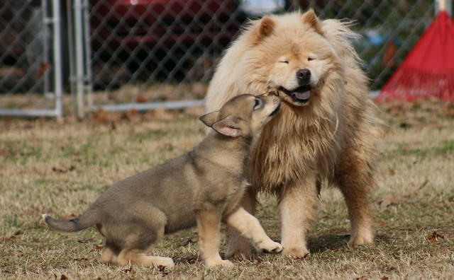 Max the Chow Dog and Timber the WolfDog Cub IMG_2368