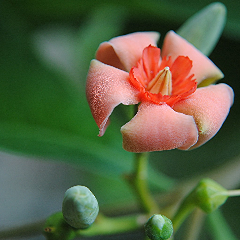 An unusual fuzzy scarlet flower! Wrightia coccinea | Flickr