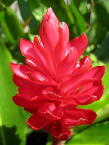 Costa Rica's Flora | Flora in Costa Rica. | Casper Maul Knudsen | Flickr