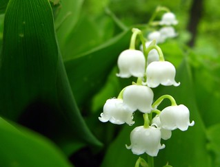 lily of the valley | Holy Cross Monastery, West Park, New Yo… | Randy ...