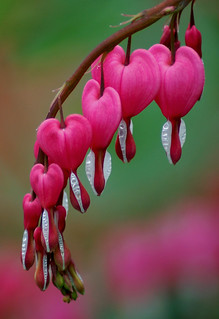Hearts for you | Here is a nice picture i took of a plant/fl… | Flickr