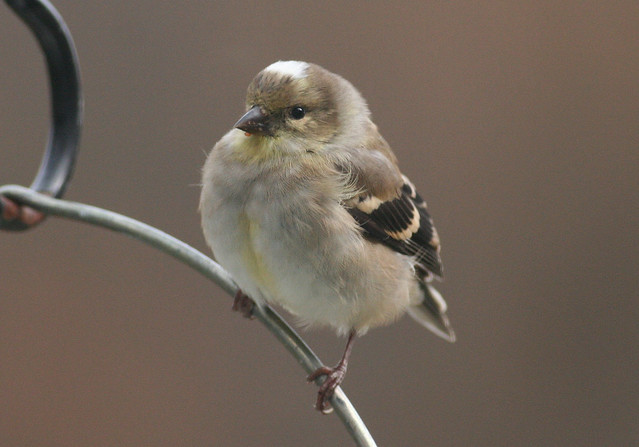 White-capped Goldfinch
