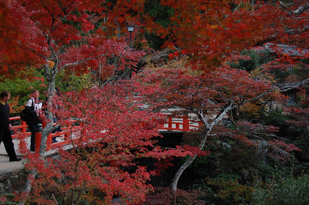 Nhật Bản mùa thu lá đỏ ở Miyajima