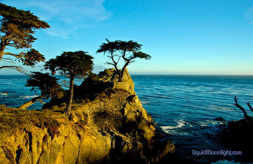 Lone Cypress, Pebble Beach, California бесплатно
