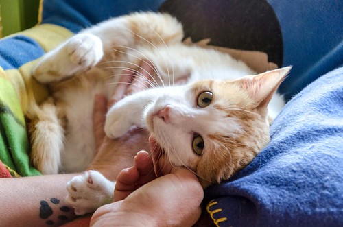 Víctor, gatito blanco y naranja muy dulce esterilizado, nacido en Agosto´16, en adopción. Valencia. ADOPTADO. 32947726721_6403a499cf