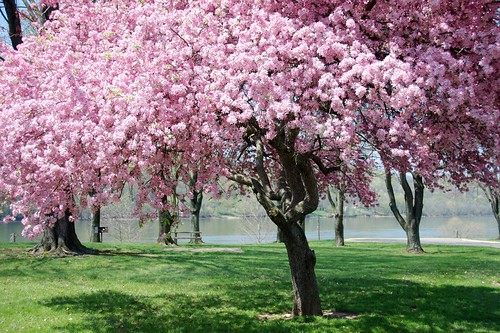 Springtime in the Mid-Ohio Valley | A cherry tree in full bl… | Flickr