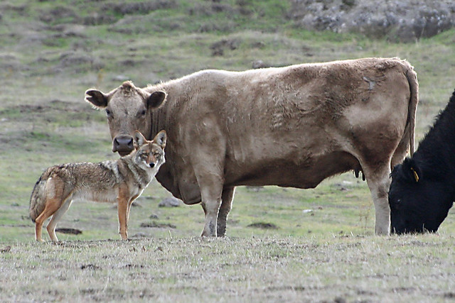 Cow and Coyote