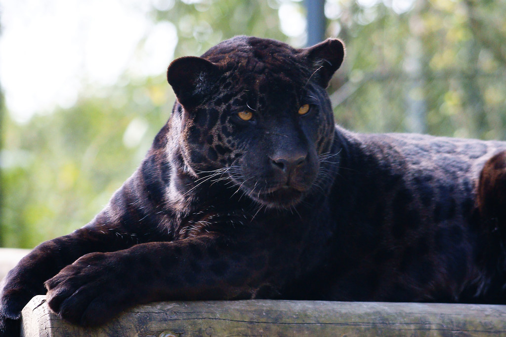 Jaguar  noir  Jaguar  Laurent DEJAULT Flickr