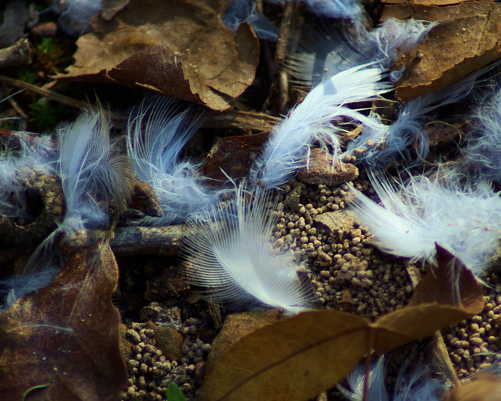 Photo Favorite: Feathers by the trail, Huckleberry Trail, Woolly Hollow State Park, Arkansas, November 4, 2007 (Pentax K10D)