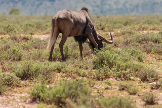 Black Wildebeest im Camdeboo  Nationalpark