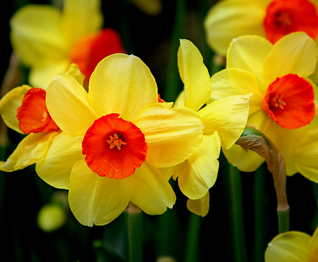 golden daffodils
