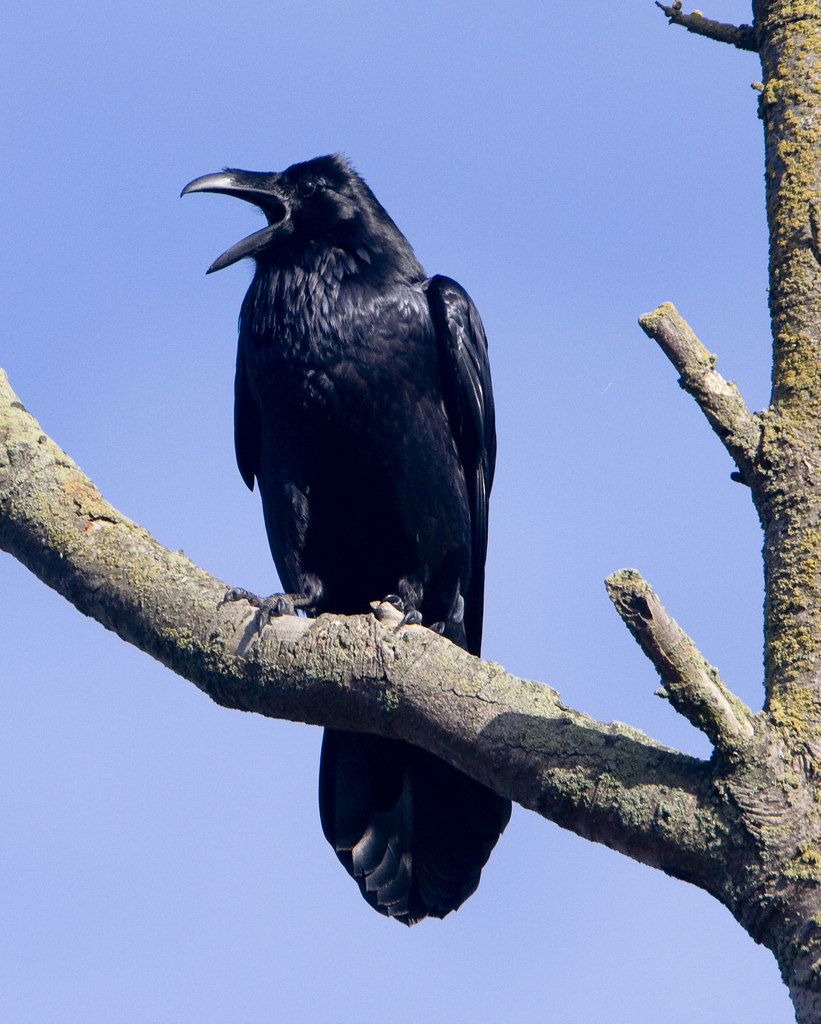 Common Raven | A life list addition! A raven story from the â€¦ | Flickr