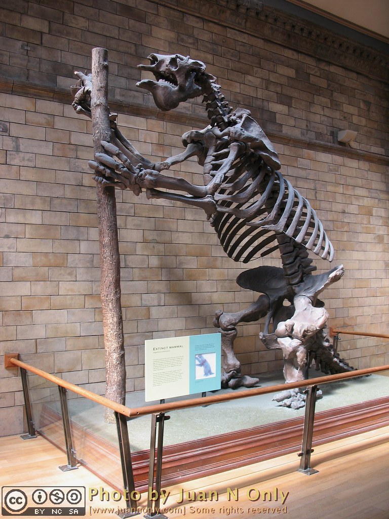 Giant Sloth Skeleton [A630-2023] | Natural History Museum, L… | Flickr
