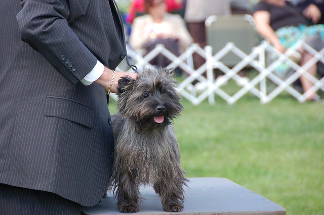dog-facts-cairn-terrier