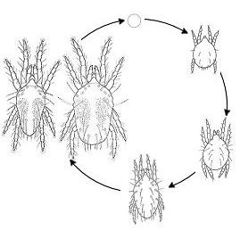 Development of the red spider mite. The life cycle is comp… | Flickr
