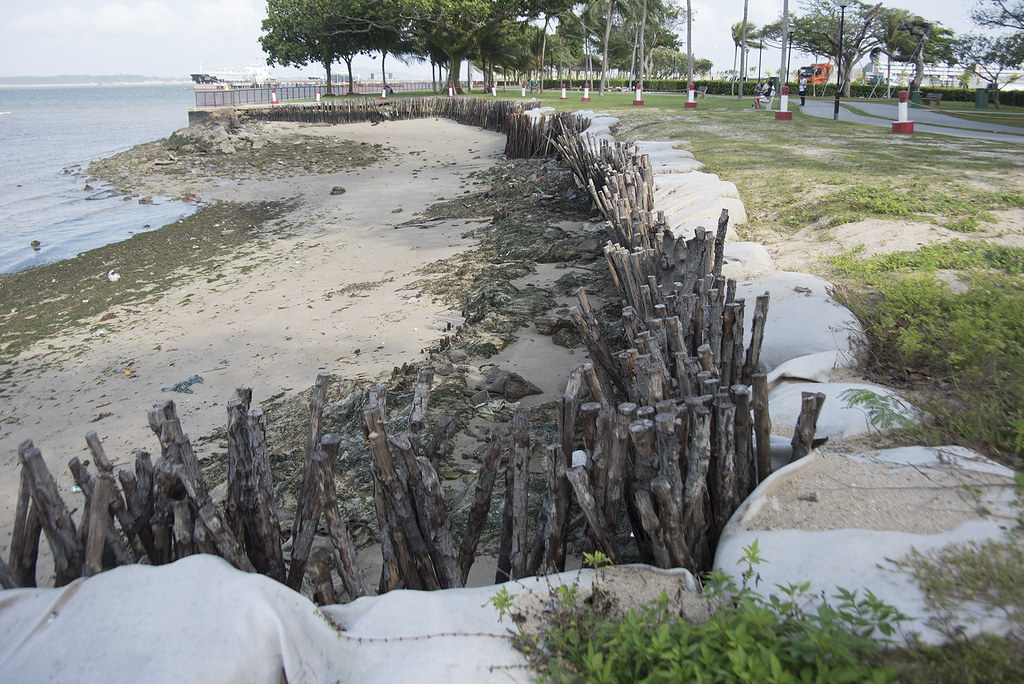 Oil-covered stakes at Changi Point