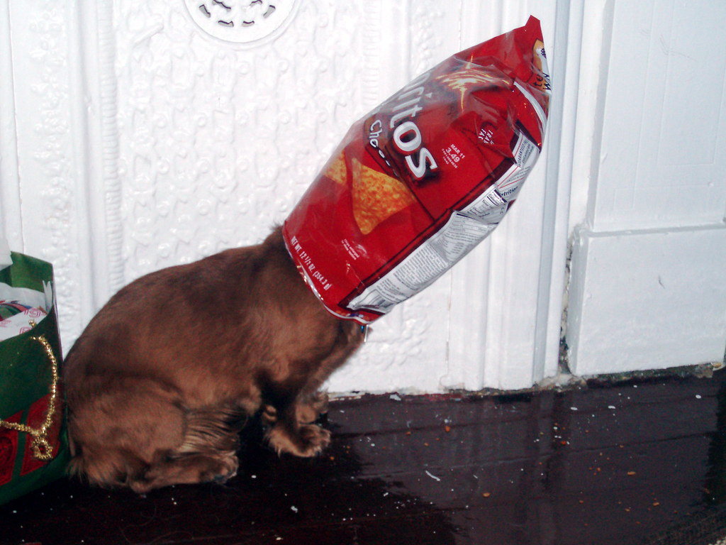 Image result for dog's head in chip bag