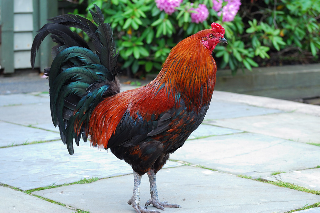 colorful-rooster-smithville-nj-this-rooster-walks-around-flickr