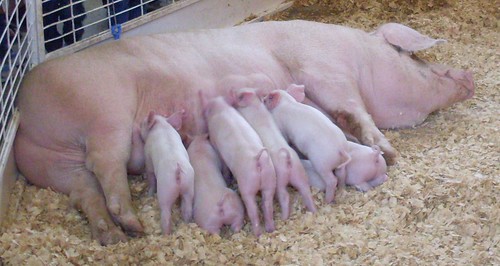 sow with litter | petting zoo, texas state fair 2009 | Robert Nunnally ...