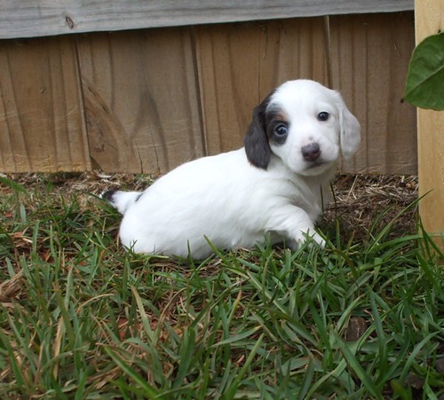 pup3 almost solid white female dachshund puppy doxie doxi