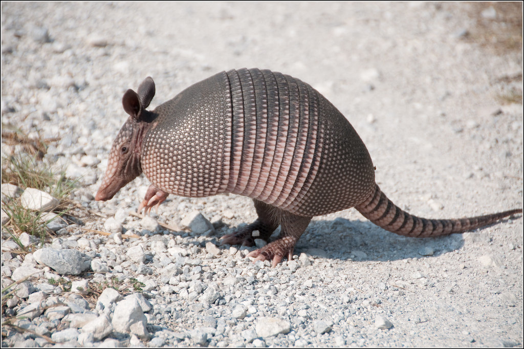 Armadillo | Aubrey, TX - An armadillo hanging out on the FM4… | Flickr