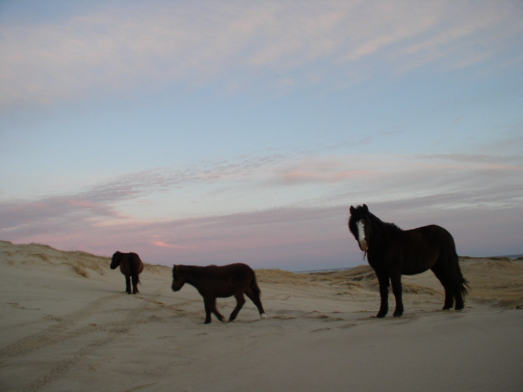 sable island wild horses