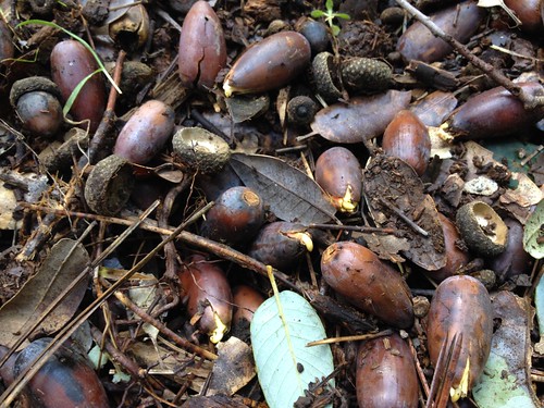 A Good Year for Acorns